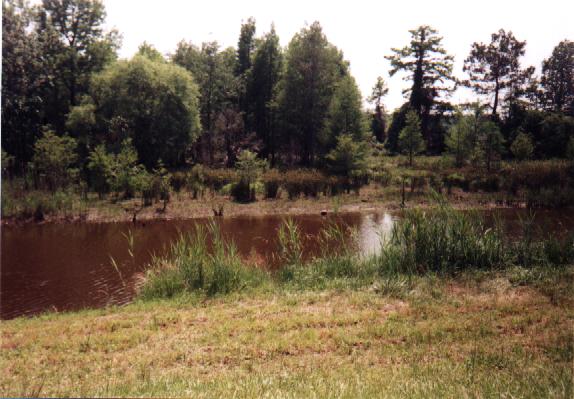 Eastern North Carolina Picture #1