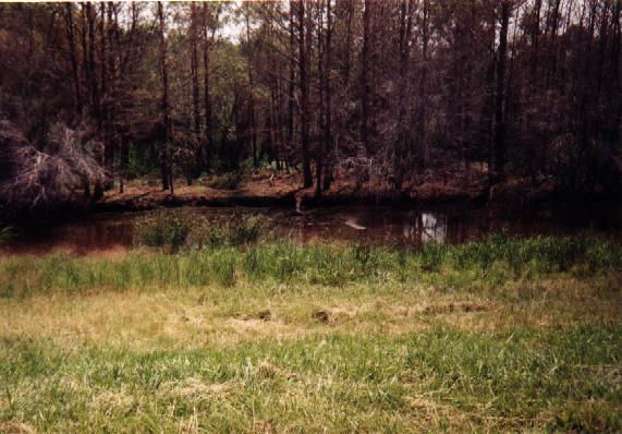 Eastern North Carolina Picture #2