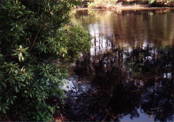 Eastern North Carolina Picture #3