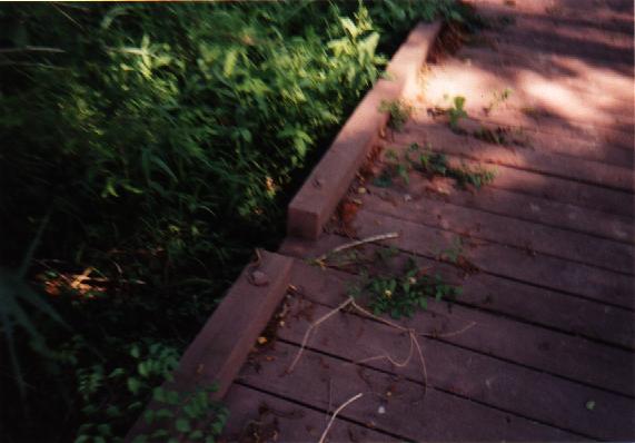 Eastern North Carolina Picture #4